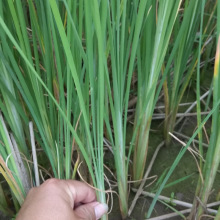 批发厂家批发小香蒲水体绿化水生花卉湿地公园水生植物量大从优