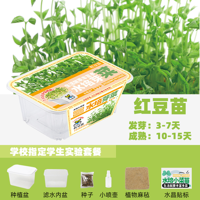 Kindergarten Children Planting Small Potted Plants Sprouting Vegetables Soilless Hydroponic Family Observation Plant Growth Seedling Peas