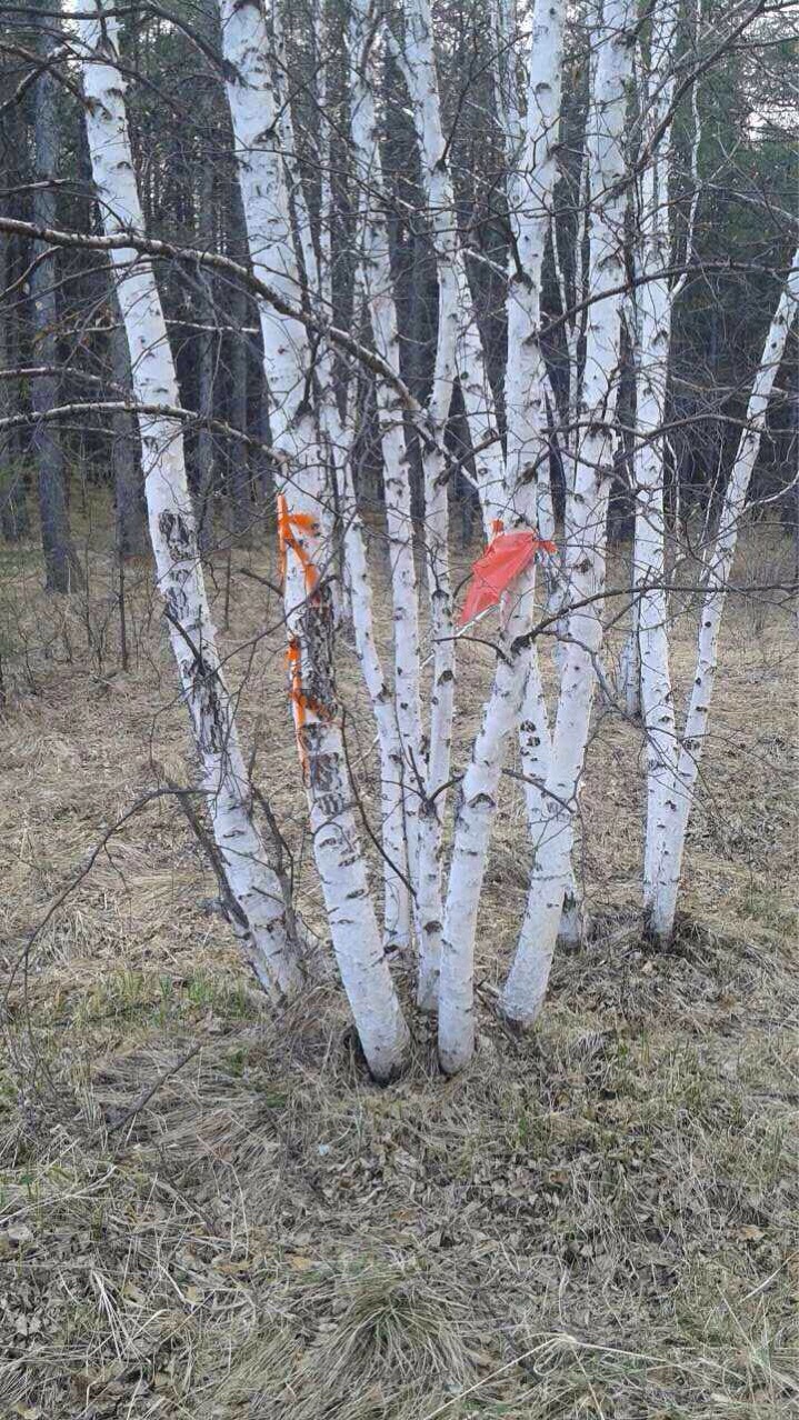 白桦树苗丛生单株-阿里巴巴