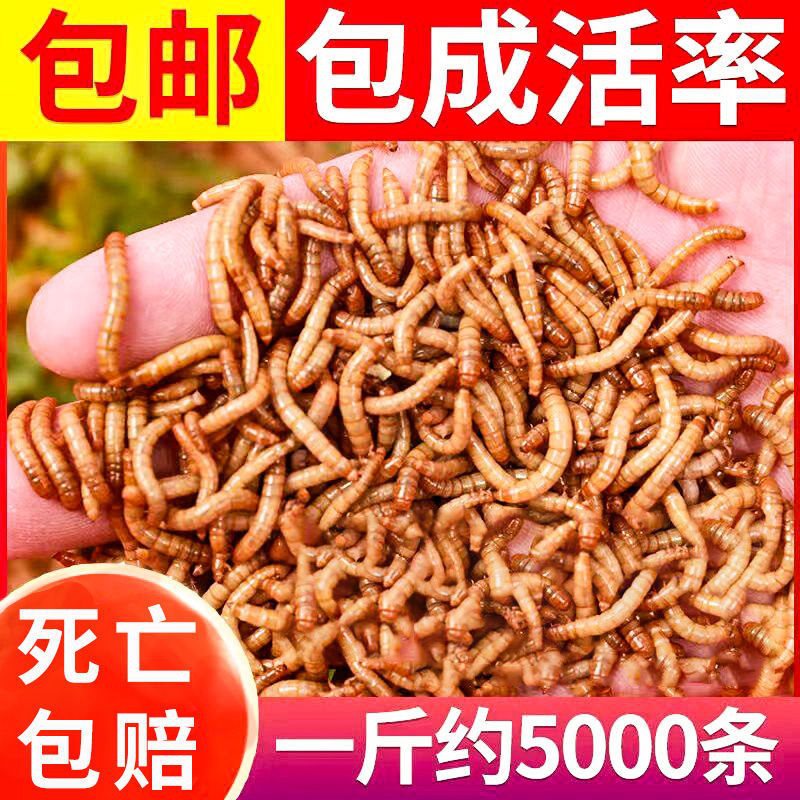 面包虫活虫黄粉虫活体幼虫子金龙鱼蝎子乌龟画眉鸟食石蛙饲料包邮