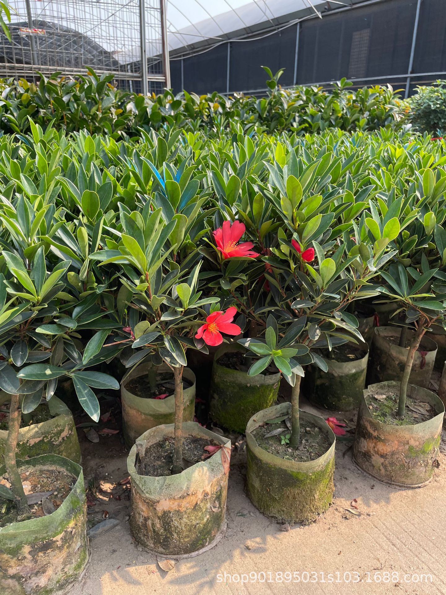 【基地直销】四季杜鹃红山茶花带花苞四季开花不断室内盆栽花卉