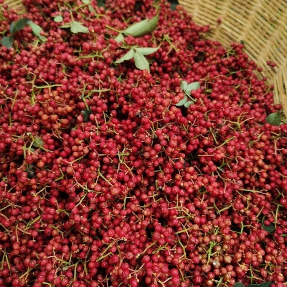 贵州大红袍红花椒特麻现摘现发新鲜大料底料火锅麻辣烫非青花椒