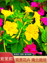 白茉莉花种子阳台室内驱蚊盆栽四季种双色虎头紫茉莉花植物花籽