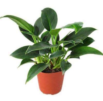 大叶绿公主金钻盆栽招财植物办公室内客厅花卉好养吸除去甲醛绿植