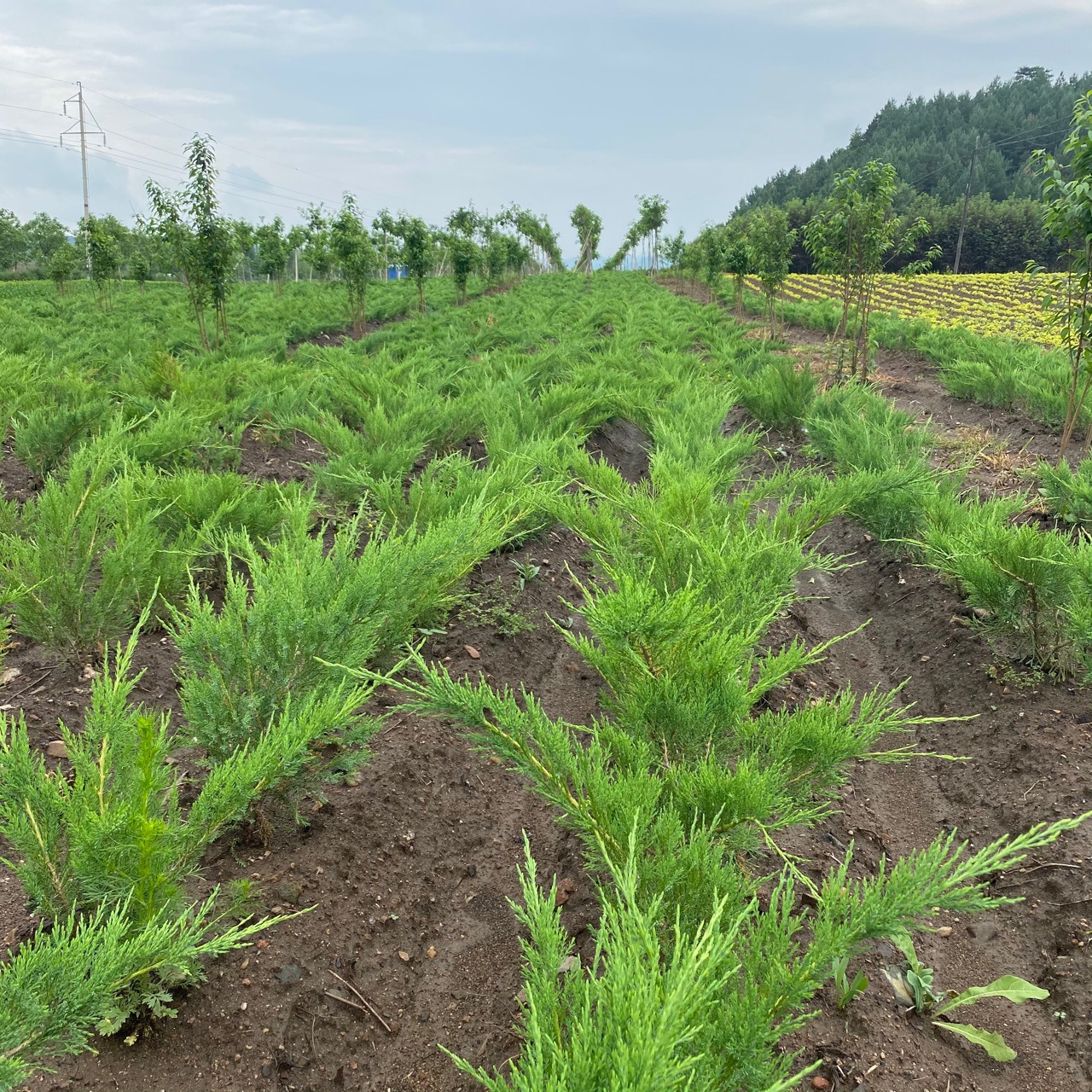 【沙树价格】-沙树价格厂家,品牌,图片,热帖-阿里巴巴