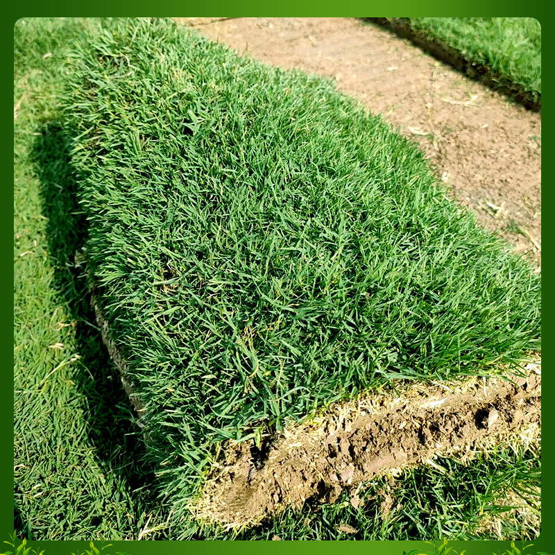 绿化草坪籽地毯草庭院狗牙根马尼拉四季常青护坡草皮种籽种子