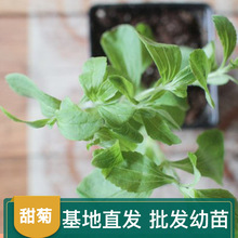 甜叶菊幼苗 阳台盆栽 甜叶菊盆栽 可食用植物 泡茶种苗 基地供应