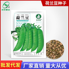 荷兰豆种子 秋播大荚荷兰豆种籽甜嫩豌豆荚种孑蔬菜种子厂家批发