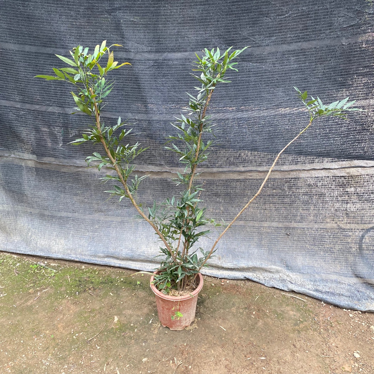 十大功劳野外刺黄连中药材土黄柏四季绿植盆景阳台庭院好养绿植