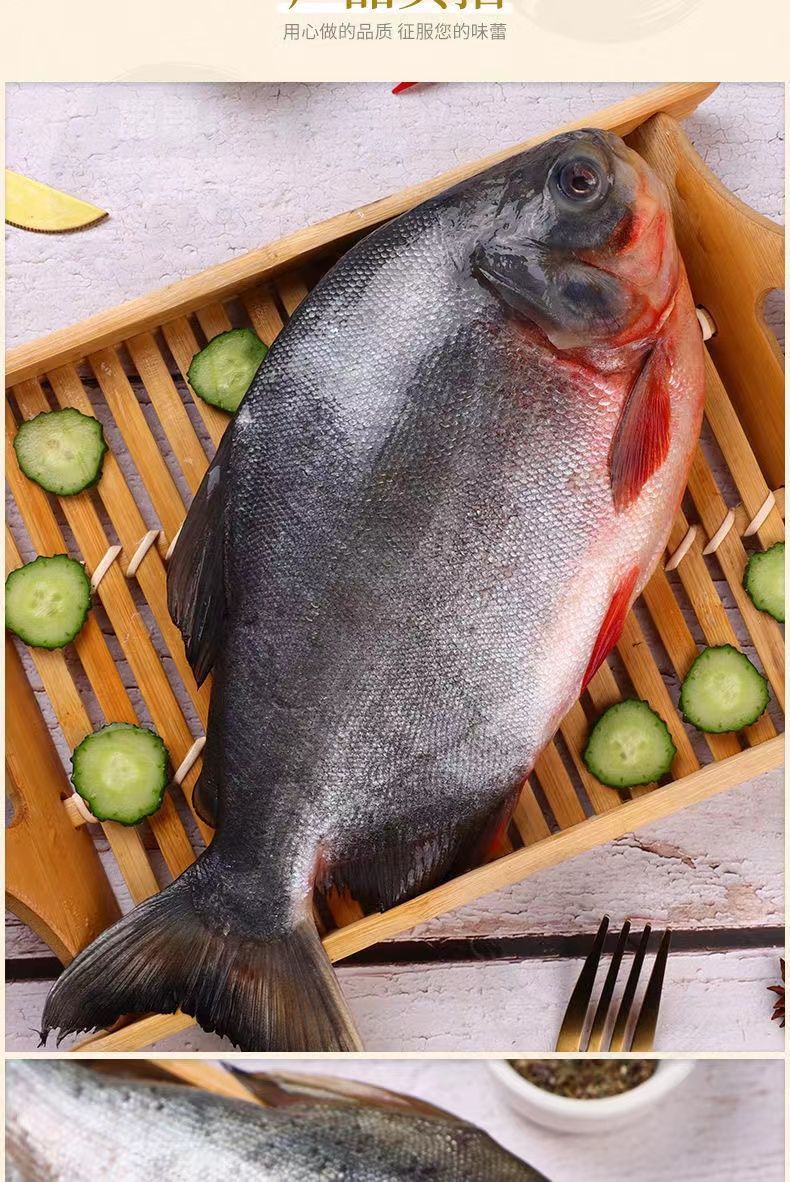 海捕新鲜红鲳鱼鲳鱼鲜活速冻大红鲳平鱼金鲳鱼