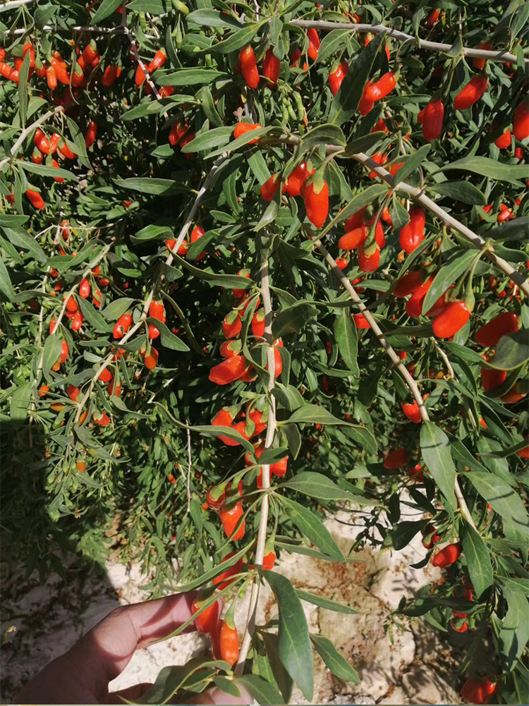 头茬新货一手正宗宁夏红枸杞子批发特大颗粒一件整箱40斤500克