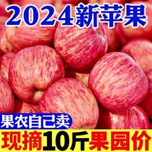 陕西2024甜冰糖心新鲜红富士水现摘脆甜应季批发孕妇整箱跨境跨境