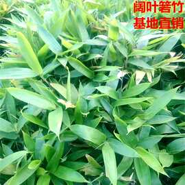 阔叶竹子