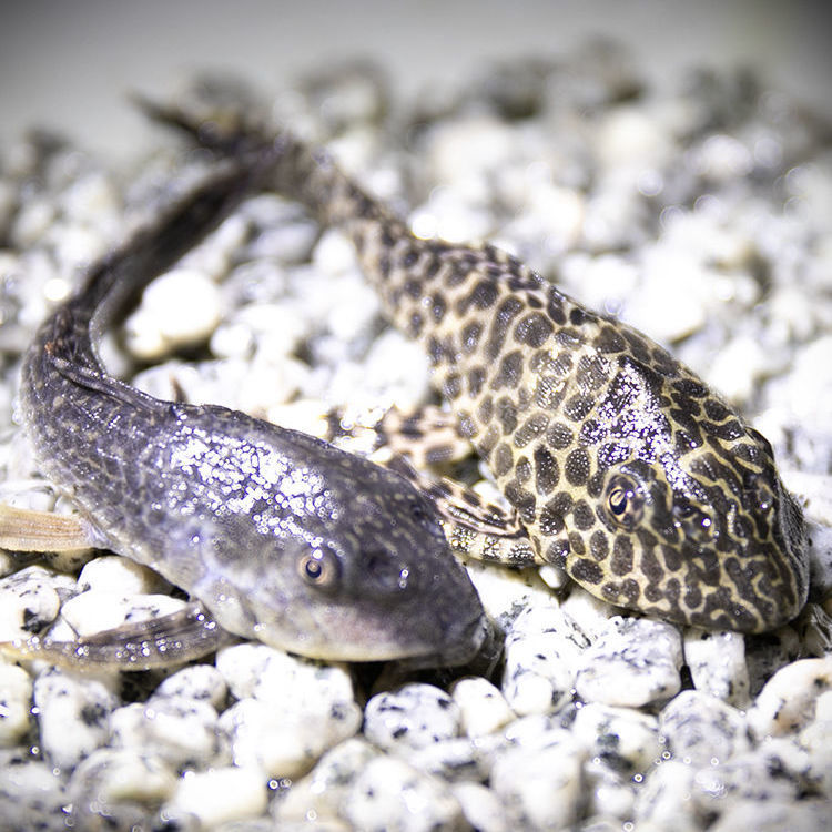 清道夫活体鱼女王豹文金苔鼠热带观赏鱼鱼缸清洁工吃便除藻包邮