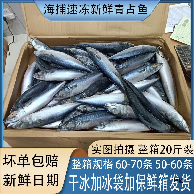 鲜冻青条鱼冷冻青占鱼水产鲐鲅鱼新鲜青花鱼商用整箱20斤食堂食材
