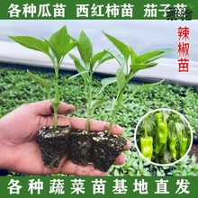 辣椒秧苗秋葵茄子秧苗四季阳台秧蔬菜苗茄子黄瓜西瓜冬瓜西红柿苗