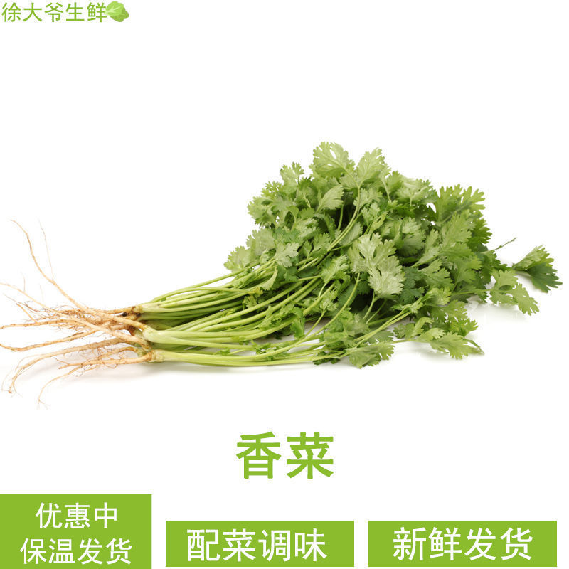 香菜新鲜 农家香菜调味芫荽烫火锅蔬菜带根现发香菜批发