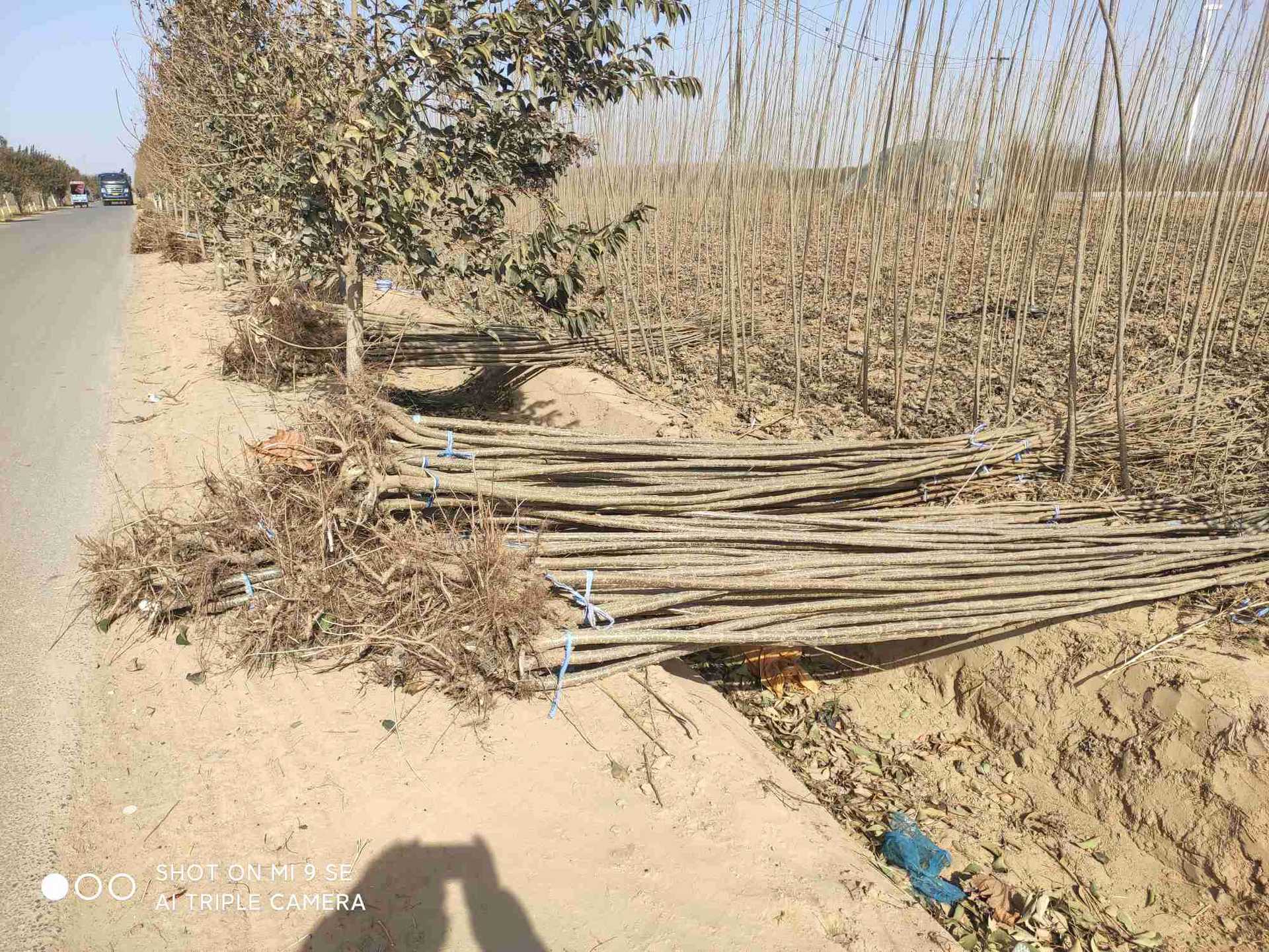 白杨树苗 速生杨树苗 随州杨树苗 农场苗圃货源