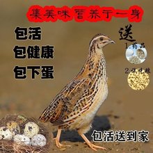 鹌鹑活体活苗下蛋鸟青年鸟种鸡繁殖宠物鸟活鸟阳台养殖鸡包活跨境