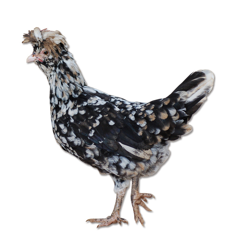 成年观赏鸡活体 宠物波兰鸡活体出售婆罗门鸡活物长尾鸡幼崽出售