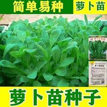 萝卜苗种子四季速生萝卜菜苗种子阳台盆栽萝卜种籽蔬菜芽苗菜种子
