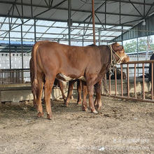 广西西门塔尔牛养殖场售 利木赞牛肉牛犊 小牛苗哪里的低