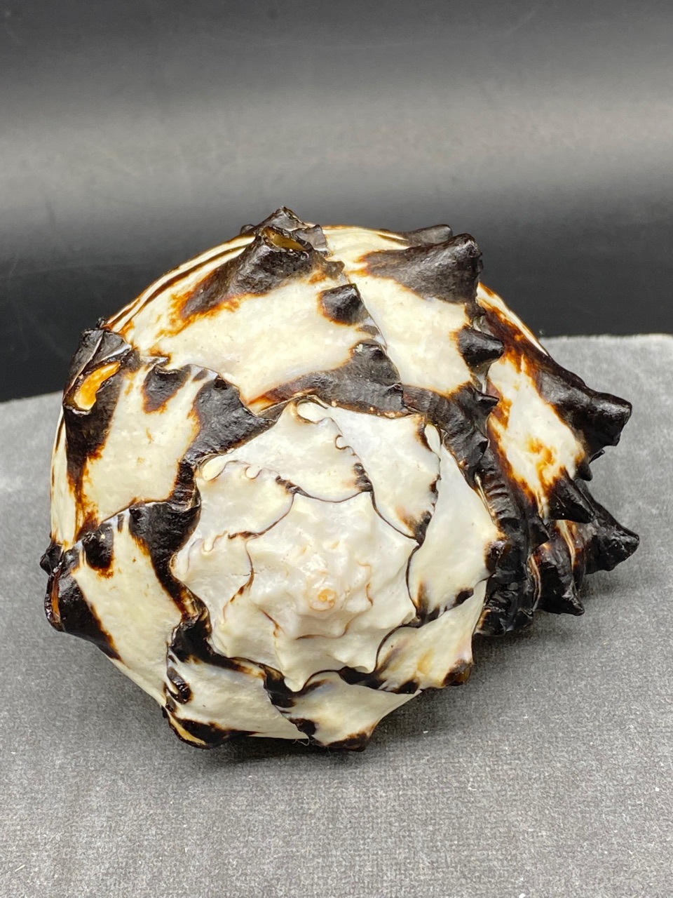 工厂直销 7-12厘米黑骨螺 天然深海海螺寄居蟹螺壳鱼缸水族装饰品