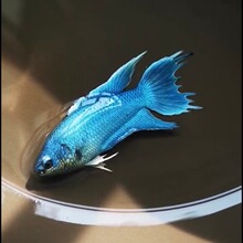 黄金泥鳅鱼苗水花活体冷水观赏鱼招财鱼小金龙淡水清道夫新手练手