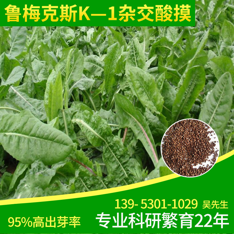 草龙猫荷兰猪豚鼠牧草干草兔粮食毛重1kg鲁梅克斯种子k-1杂交酸模巴