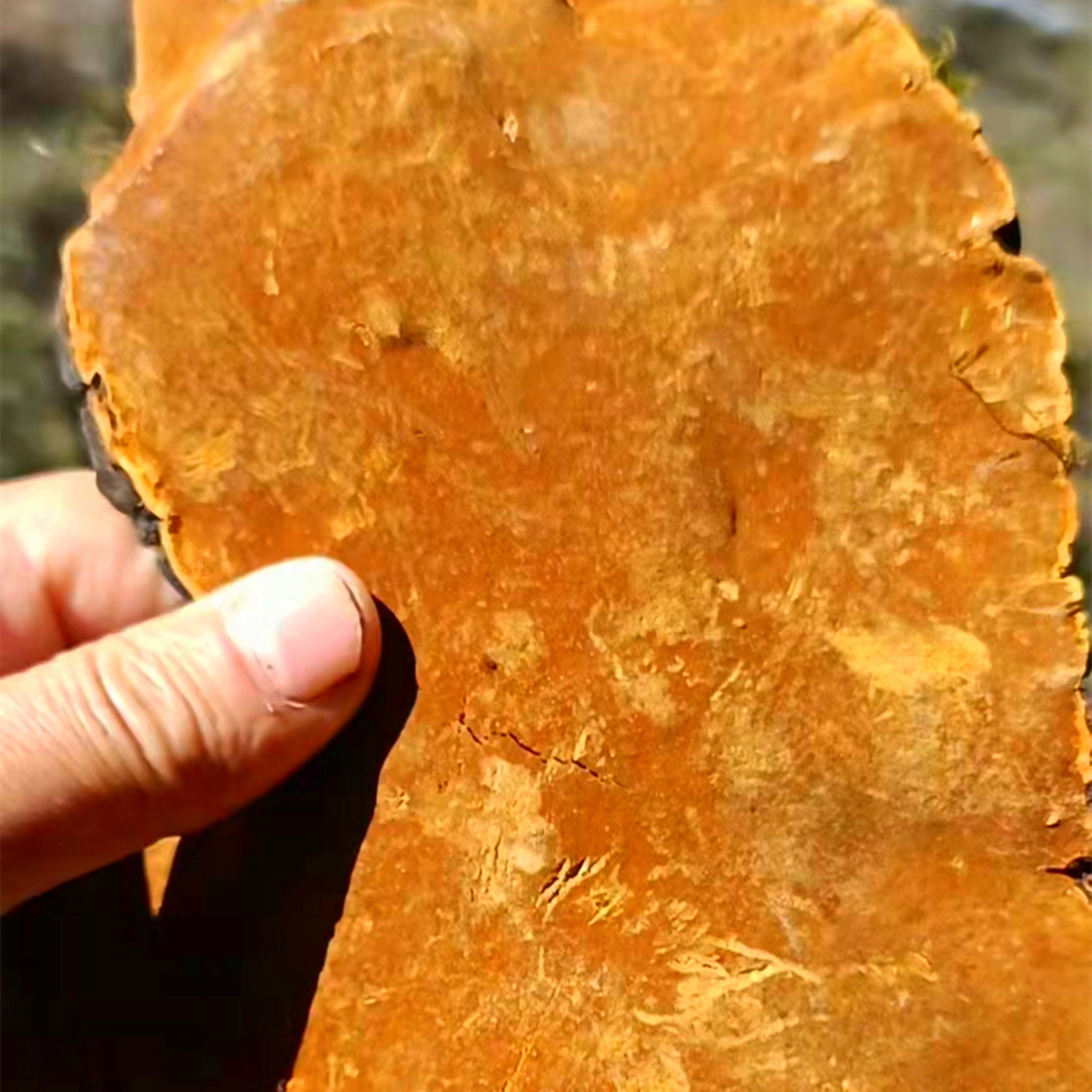 客服储存条件常温营养品种类树舌/平盖灵芝包装规格西藏桑黄大500克