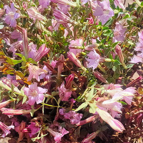 新货 龙胆草 苦胆草 龙胆红花云南深山农家采挖干货200g-阿里巴巴