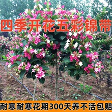 【买一发2】五彩锦带四季开花带花苞庭院树苗红锦带盆栽地栽耐寒