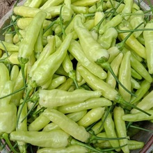 巨辣云南白米椒野山椒魔鬼辣椒泡椒小米辣椒非新鲜朝天椒泡好袋装