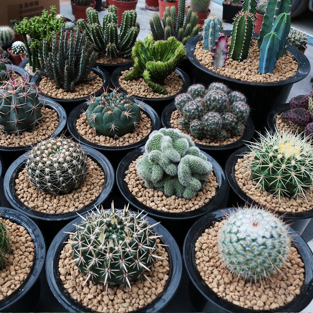 仙人掌盆栽组合多肉植物仙人球小盆栽室内白瓷花盆绿植桌面玉露