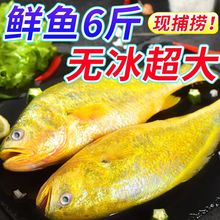 黄鱼超大精品新鲜大黄花鱼东海大黄鱼鲜活冷冻深海鱼整箱海鲜水产