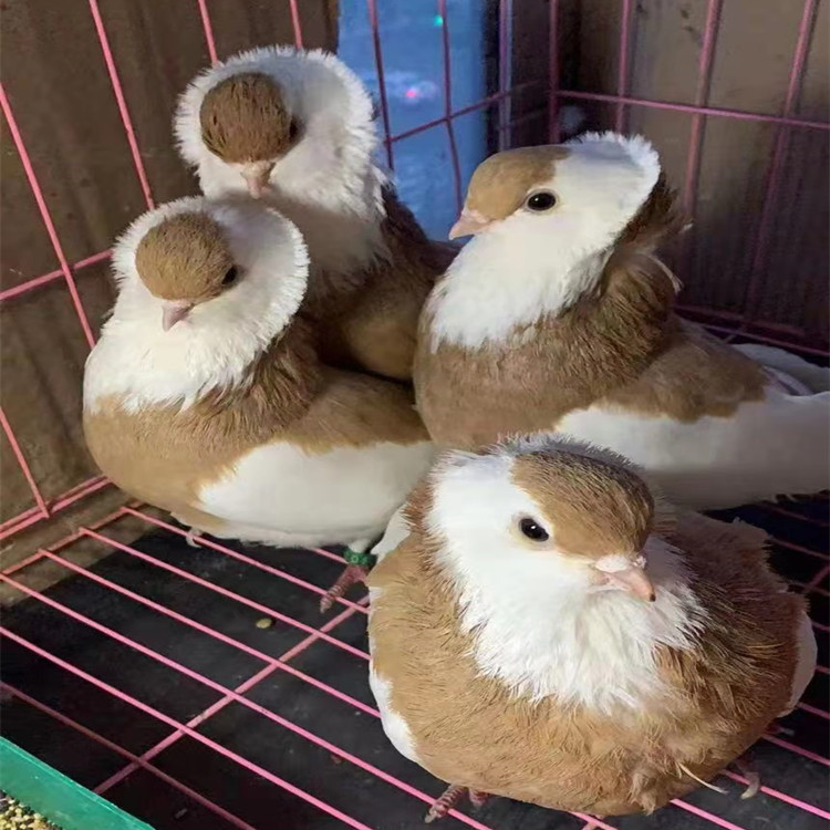 红仙女鸽价格  仙女鸽子青年 黑仙女鸽种鸽 仙女观赏鸽养殖场