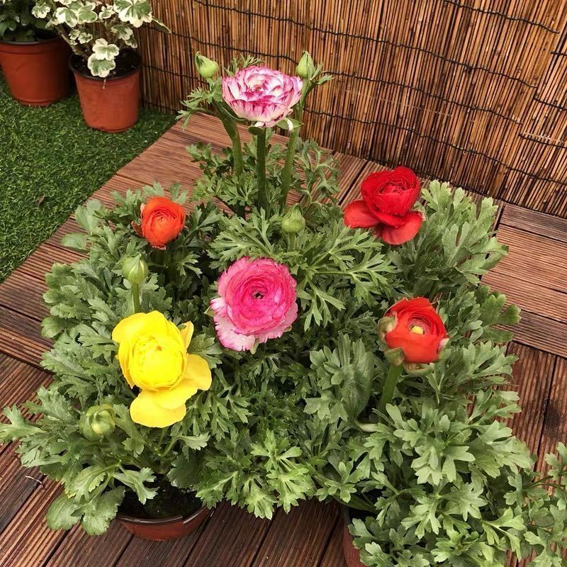 花卉芹叶牡丹花带花苞芹菜芹叶牡丹盆栽重瓣花毛茛鲜花盆栽