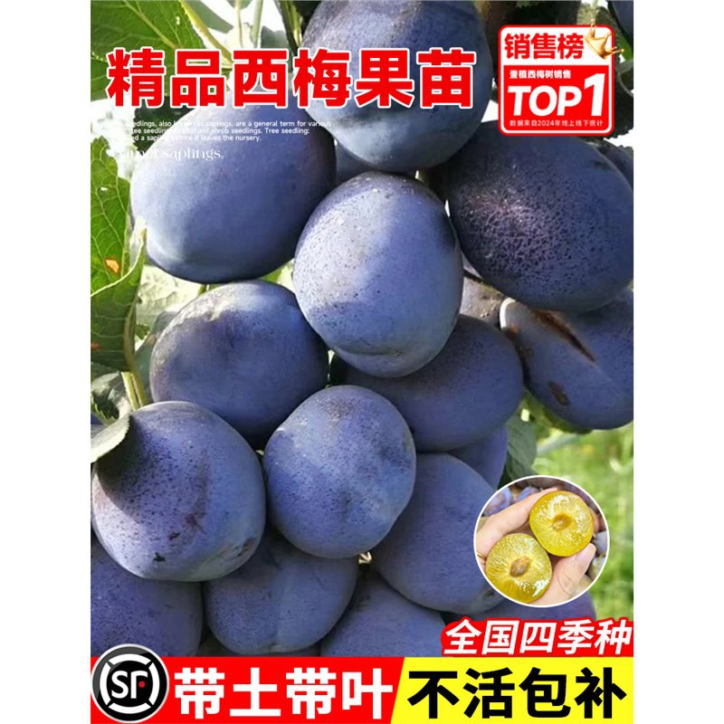 西梅树树苗蓝蜜西梅李子树苗北方南方室内外庭院盆栽当年结果带土