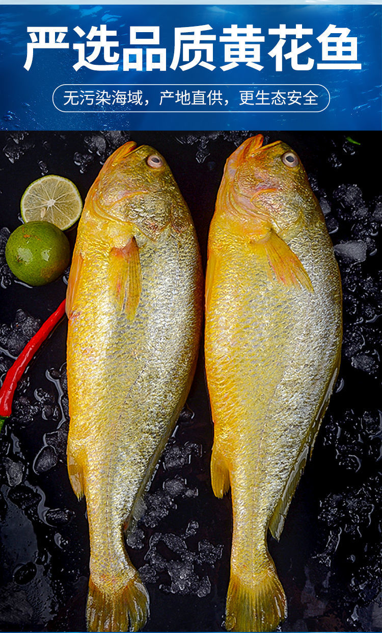 新鲜深海大黄鱼宁德黄花鱼1-5斤非东海黄鱼现捕现发鲜活冷冻顺丰
