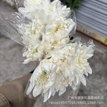 全年供应广州白菊基地直销珍珠白 中下花 杆子一般花苞大叶绿花白