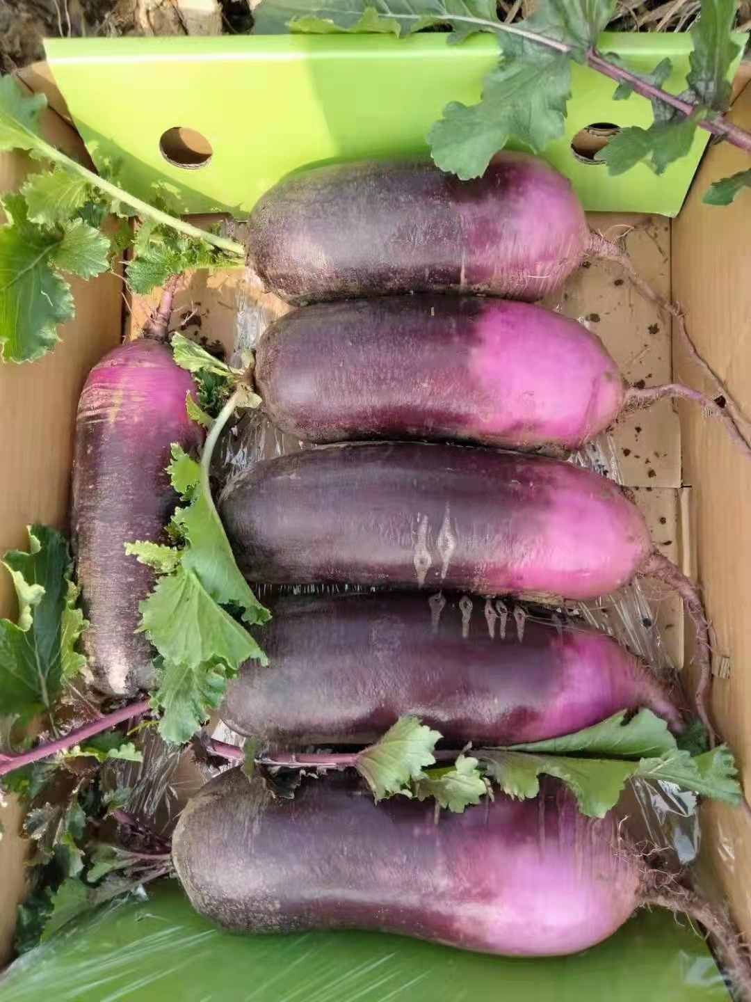 冰激凌水果萝卜紫皮花皮潍坊水果萝卜甜脆沙窝冰糖心萝卜5斤代发