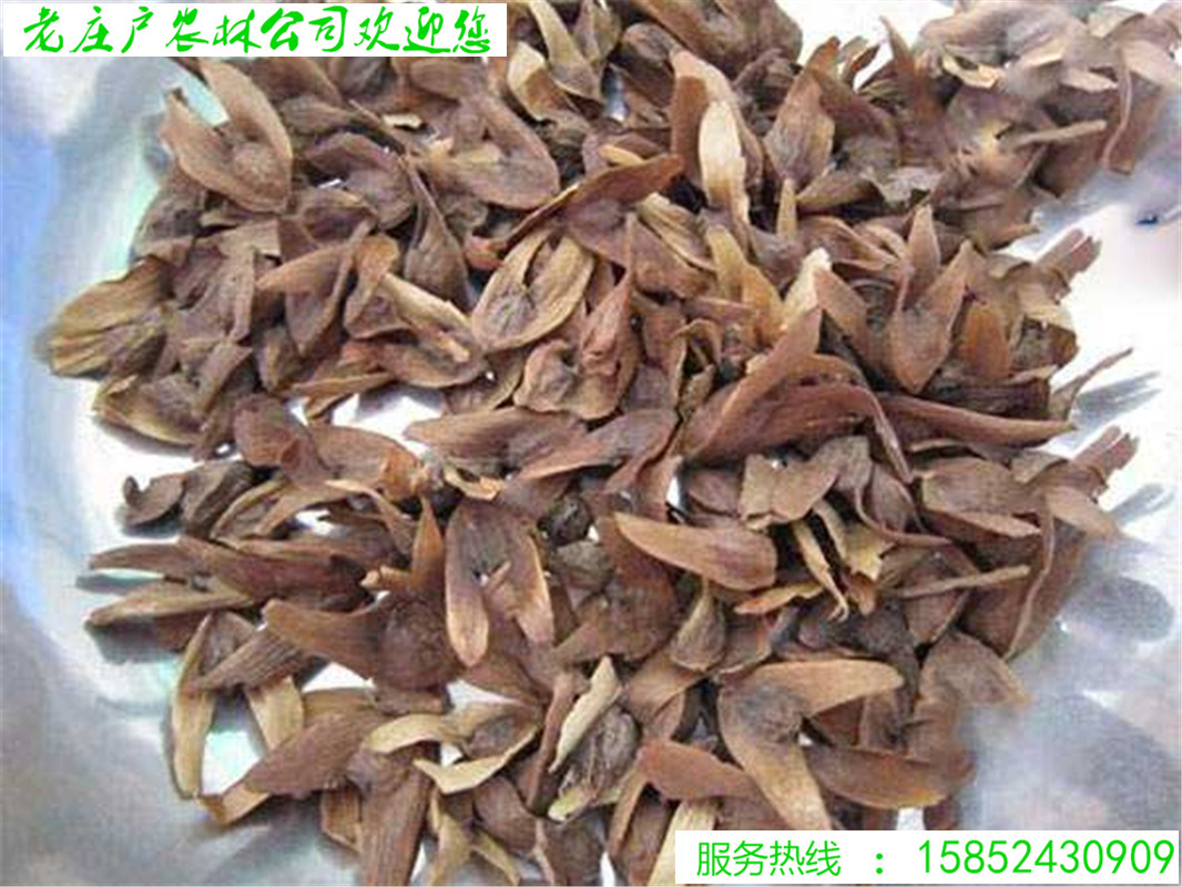 枫杨种子 枫杨树种子 麻柳种子 水麻柳种子 燕子树蜈蚣柳树种子