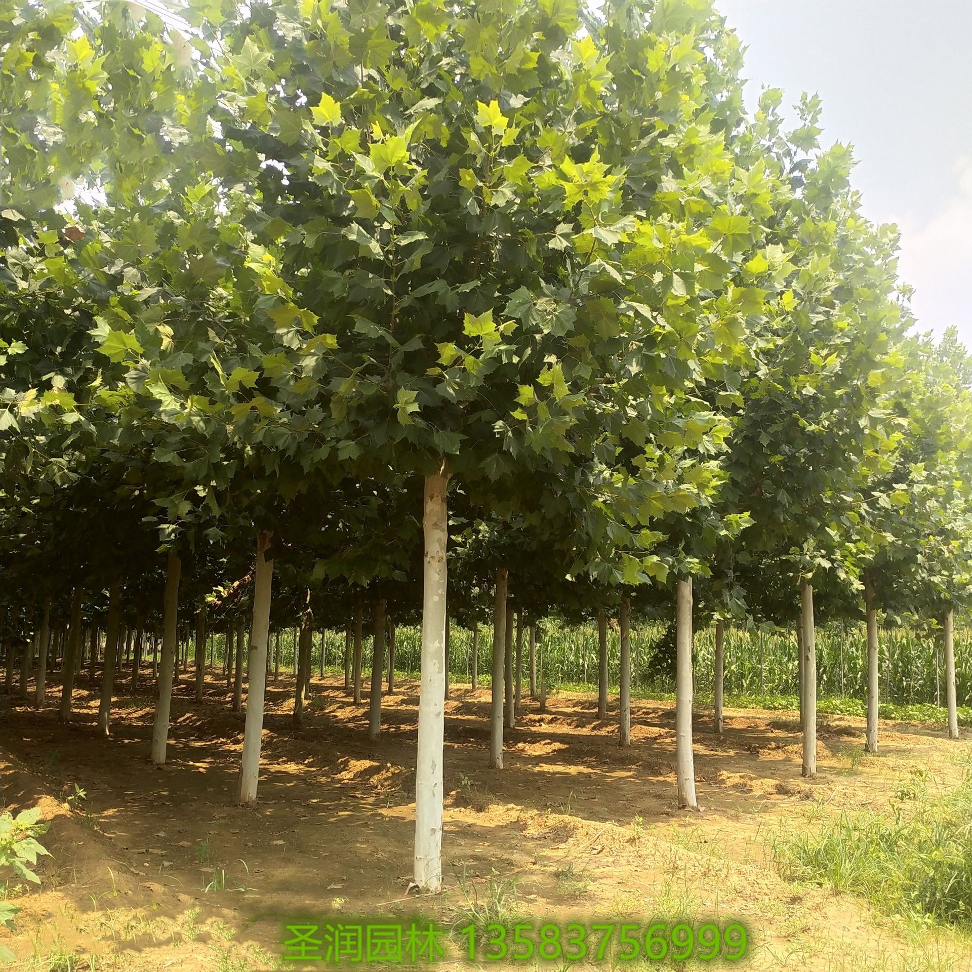 法国梧桐树基地25公分绿化工程造型法桐原生冠法桐量大工程绿化