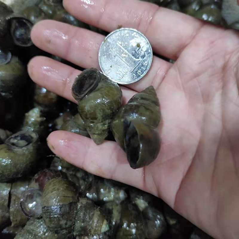 【顺丰空运包邮】黑鲩螺蛳青挂钩薄壳小号田螺钓鱼脆螺青鱼鱼饵螺