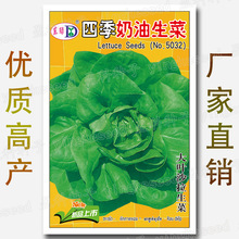 约2000粒四季奶油生菜种子 易种大叶沙拉生菜种籽 速生鲜食生菜籽