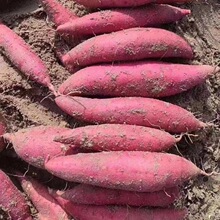 红薯鲜生现挖现发新板栗地瓜番薯蔬菜2/5/9斤沙地红蜜薯批发价