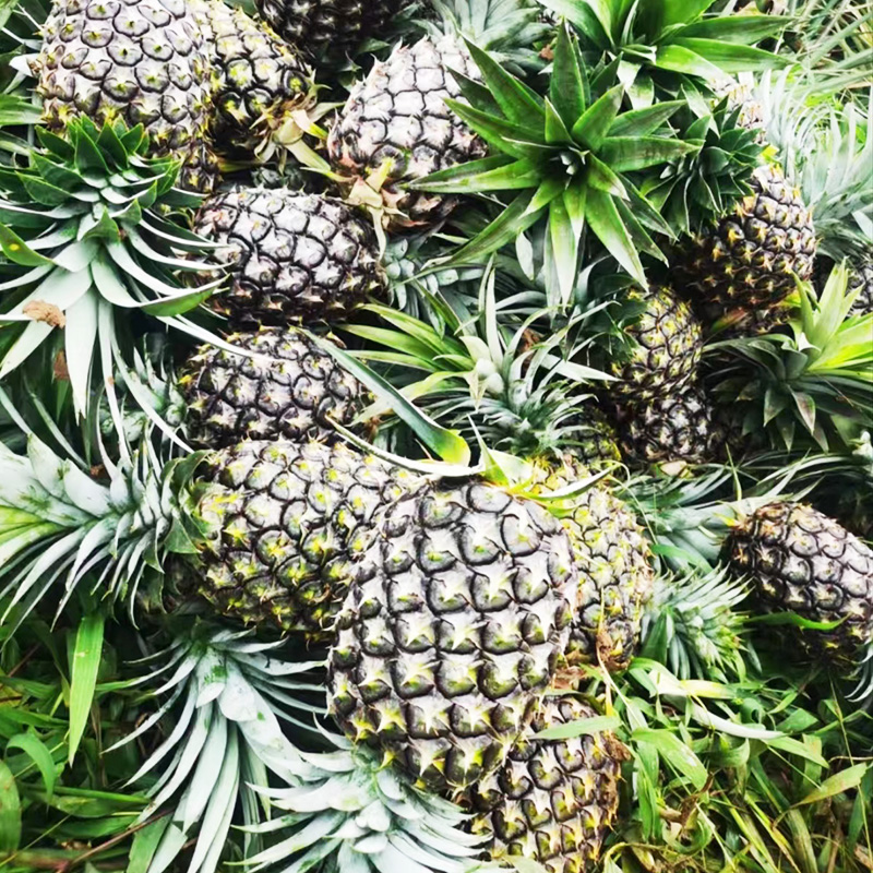 西双版纳菠萝新鲜水果当季无眼菠萝大果整箱香甜可口带皮-阿里巴巴