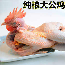 【纯粮大公鸡】超大土公鸡散养笨公鸡土鸡走地草鸡柴鸡活鸡肉整鸡