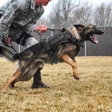 宠物狗衣服中大型巡逻犬德牧马甲金毛马犬战术训练背心式狗衣服