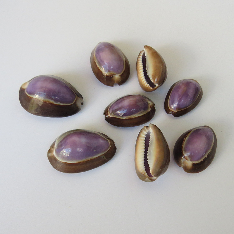 打孔小贝雪山紫宝螺 工艺挂件装饰品小螺贝 工艺品雪山紫宝螺原料